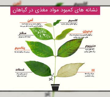 ۶ عنصر اصلی مورد نیاز گیاه