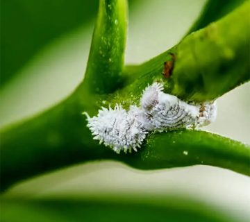 شپشک آردآلود