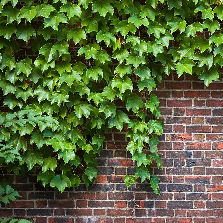 ۱۰ گیاه رونده پرطرفدار