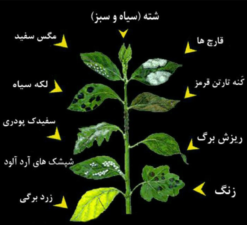 تاثیر گوگرد در پیشگیری از آفت‌ها و بیماری‌ها